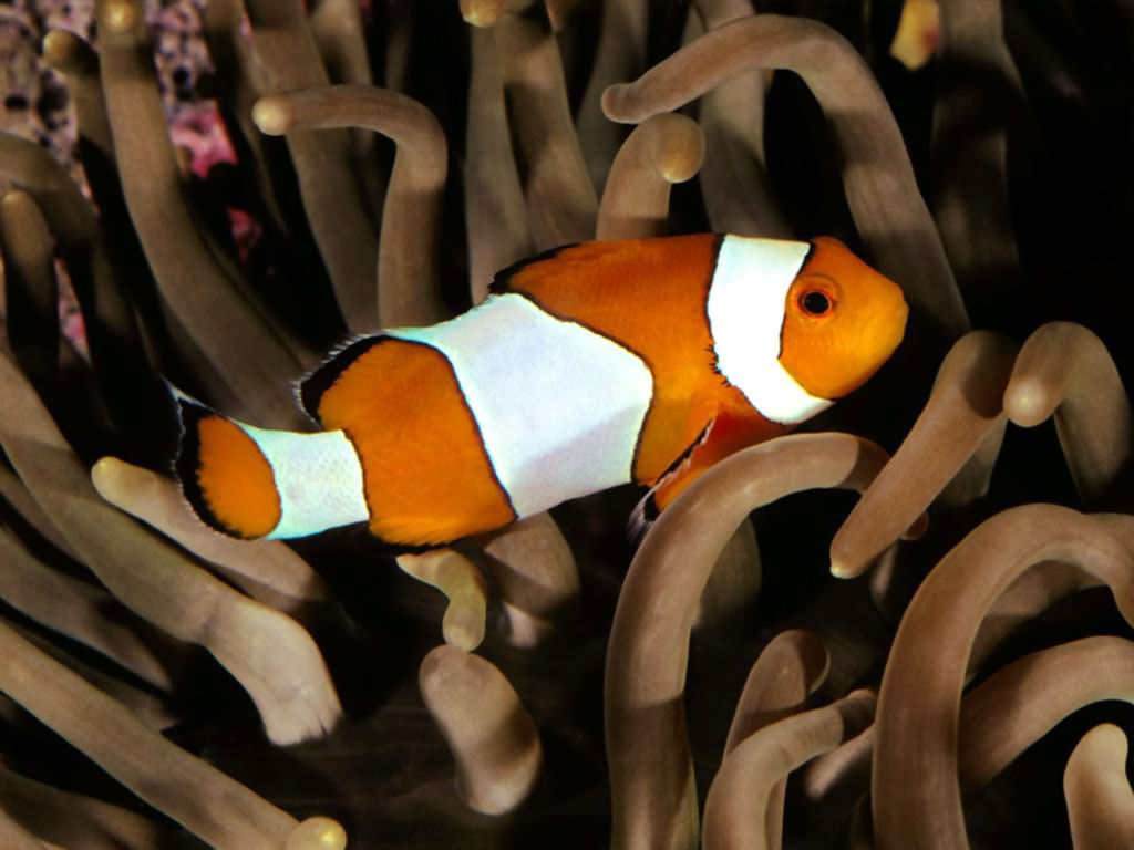 Amphiprion ocellaris (Pesce pagliaccio occidentale)